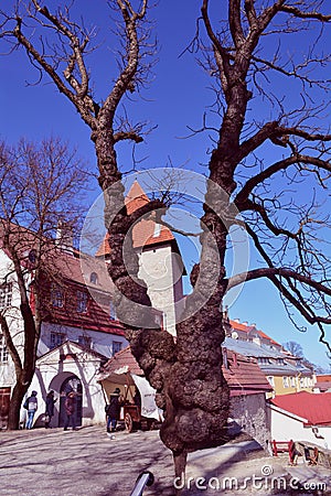 Tallinn Upper Town and an old tree on the viewing platform, Tallinn, Estonia Editorial Stock Photo